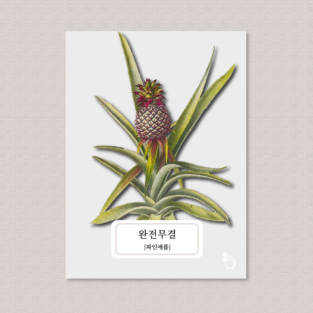 파인애플 카드카드1.png