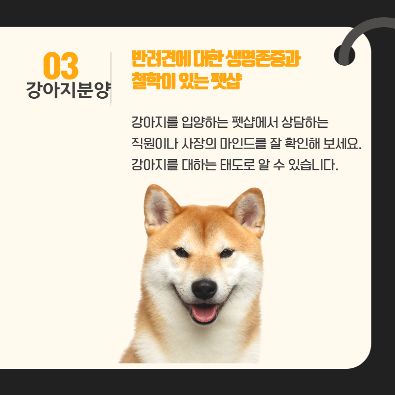 강아지분양 (4).png