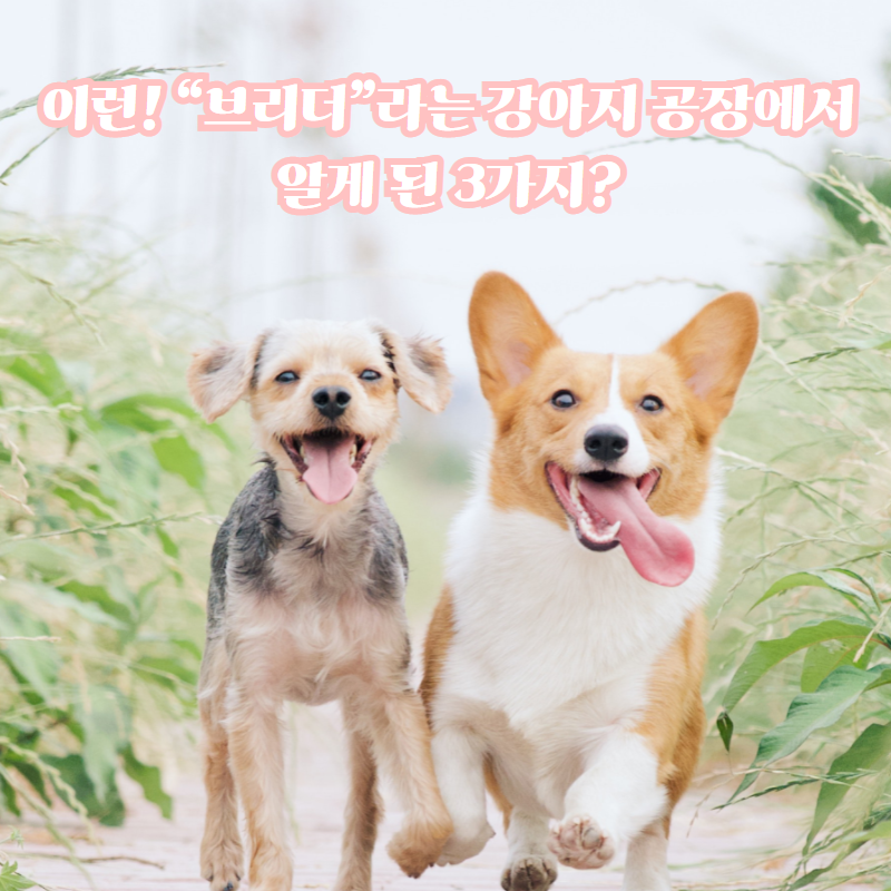브리더.png