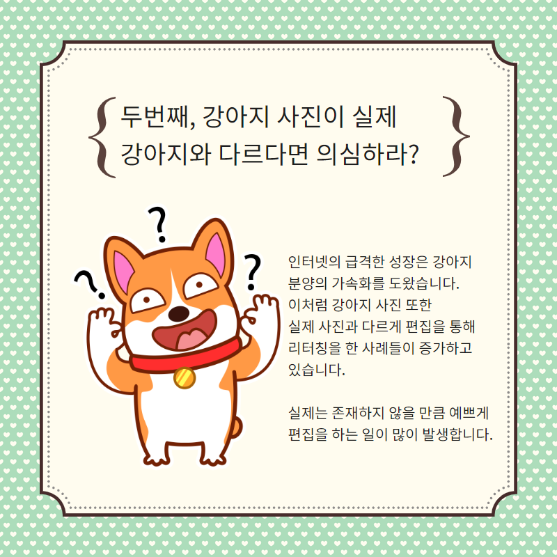 강아지 분양 (3).png