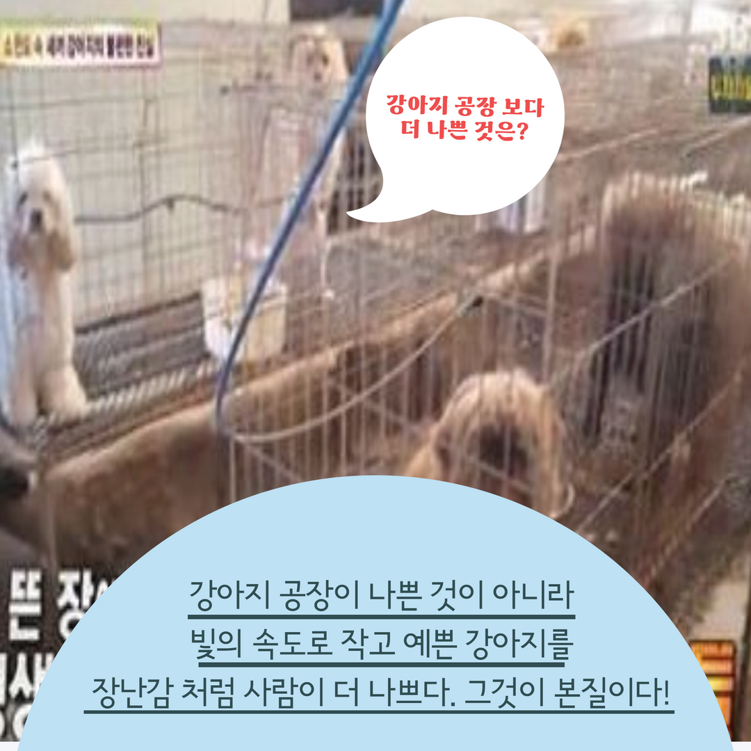 강아지공장보다 더 나쁜것은.png