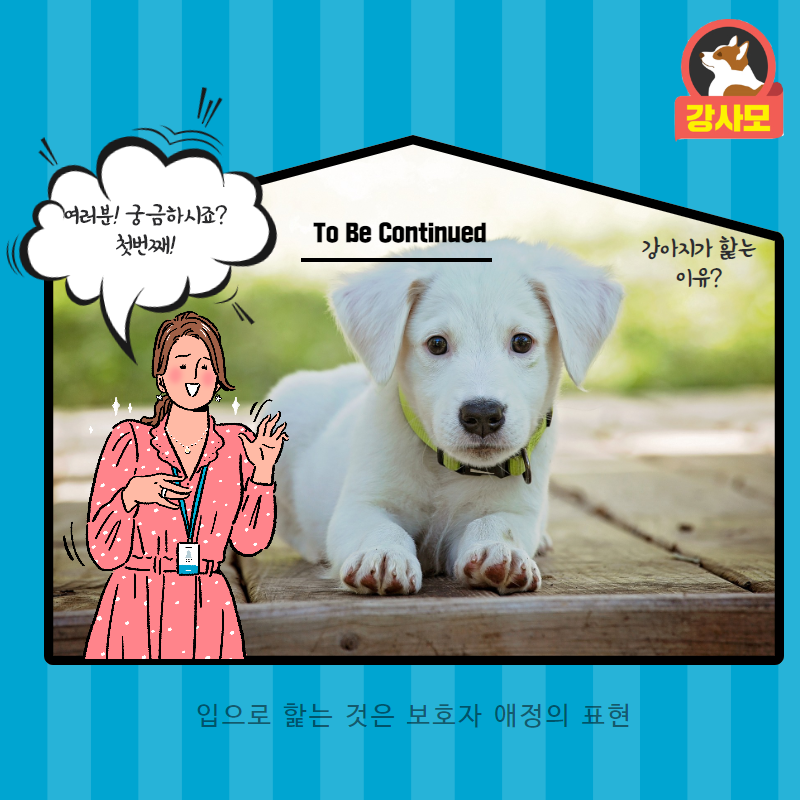 강아지가핥는이유 (2).png