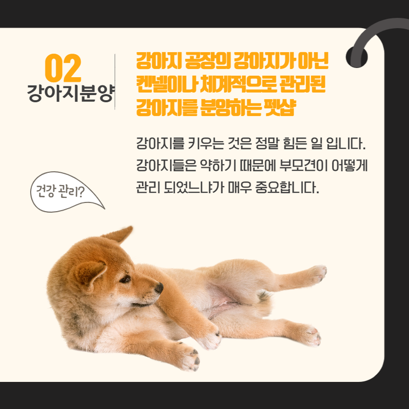 강아지분양 (3).png