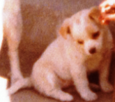 폴랑폴랑 발바리.png