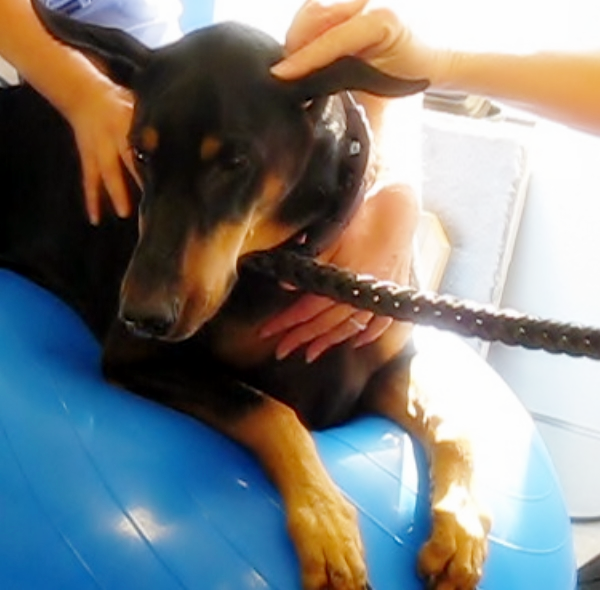 강아지 필라테스 폴랑폴랑 자료사진 저작권 표시 (7).png