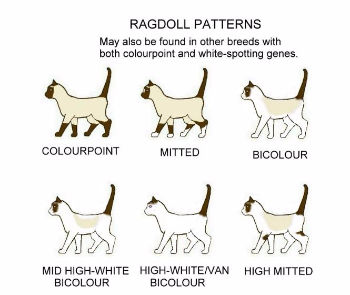 ragdoll patterns.png