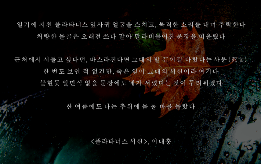 플라타너스 서신.png