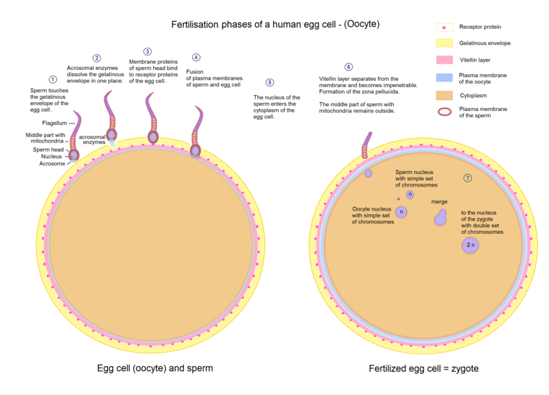 800px-Egg_cell_fertilization_-_Zygote.png