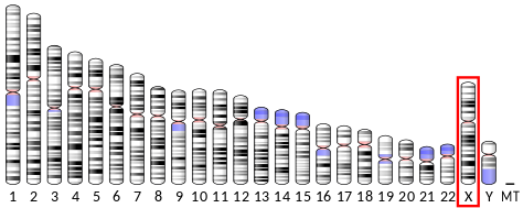 474px-Ideogram_human_chromosome_X.svg.png