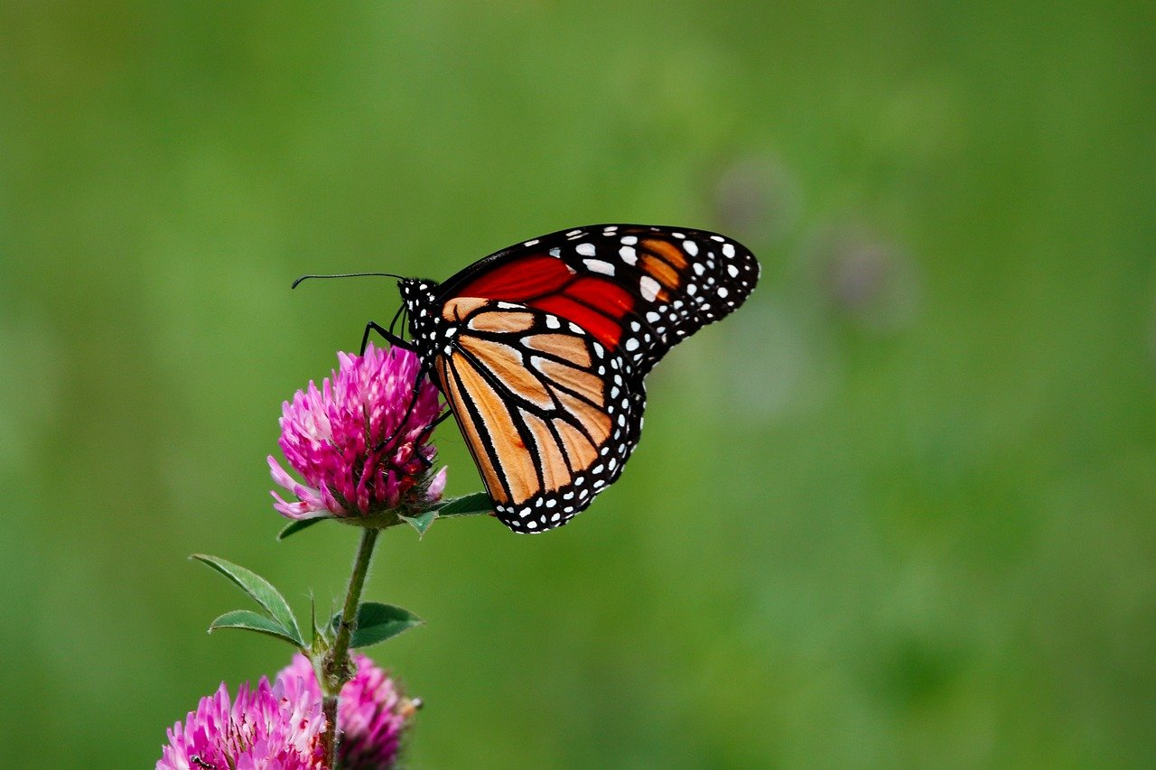 monarch-butterfly-8137642_1280.png