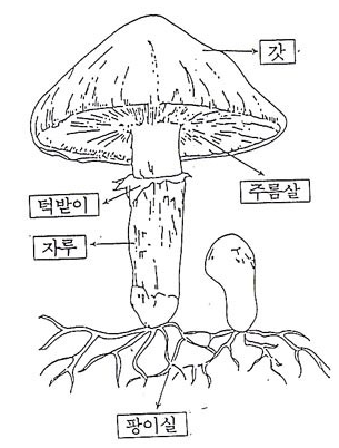 버섯의간단한명칭.png