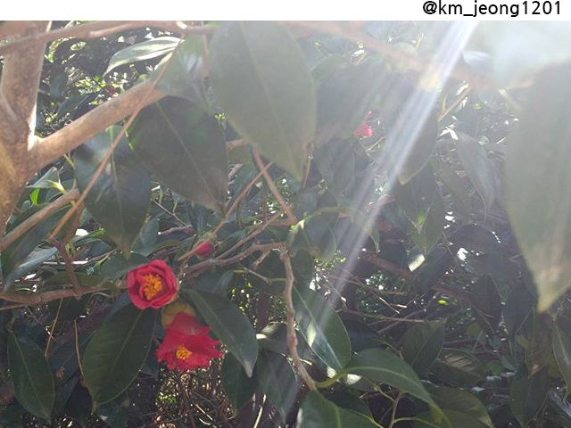 04 동백섬.png