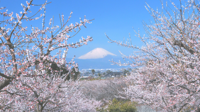 20180122_06小田原梅まつり (1).png