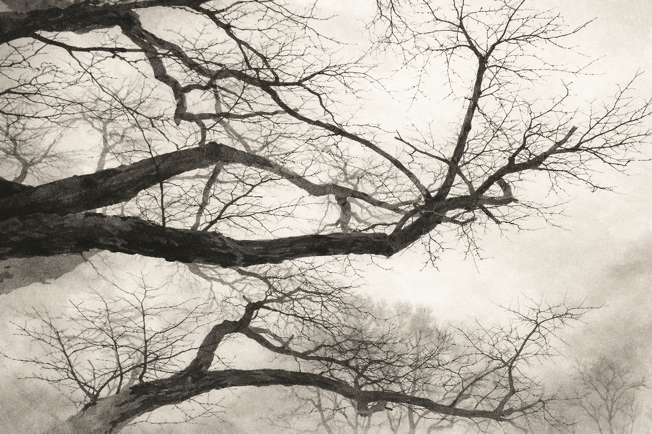 안개 속의 나뭇가지.png