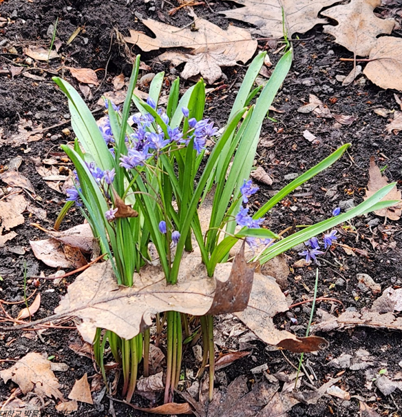 홋카이도 대학교 화단의 꽃.png