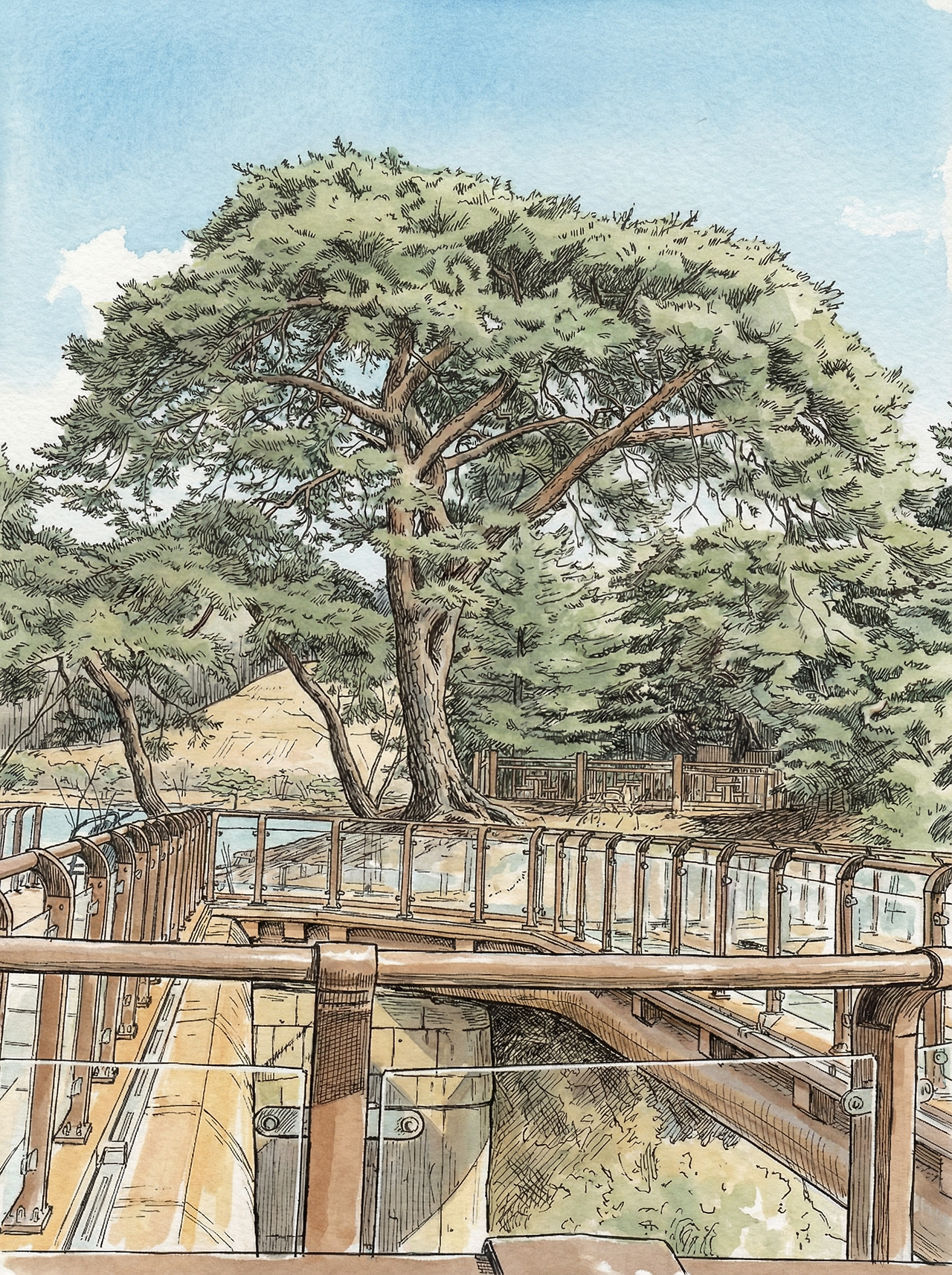 제천 의림지 호반원림 - 후진각임소정 소나무.png