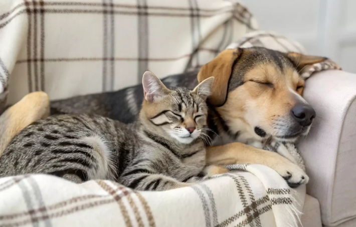 20260309 _ 반려견 한 마리, 실내 공기질까지 바꾼다 _ 2-2.png