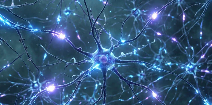 20260228 _ 슈퍼에이저 뇌, 80대에도 새 뉴런 두 배 _ 2.png