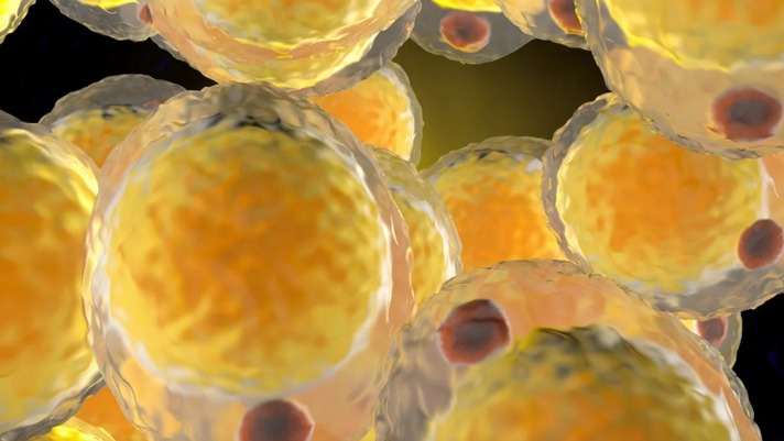 20260128 _ 면역계-호중구, 지방 연소 브레이크 정체 새 연구 _ 2-1.png