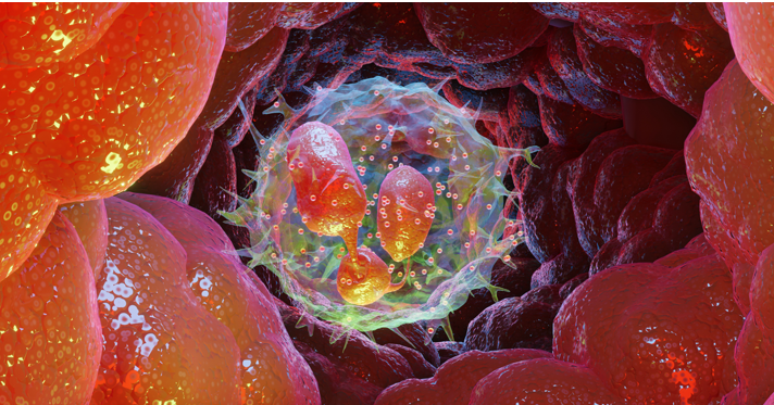 20260128 _ 면역계-호중구, 지방 연소 브레이크 정체 새 연구 _ 2.png