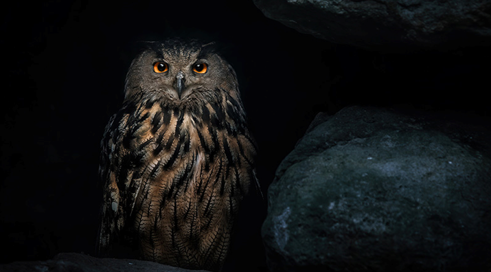 20260207 _ 야행성 생활, 심장 건강 나빠지는 4가지 경로 _ 2.png