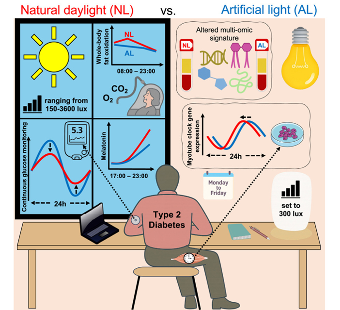 20260127 _ 자연광 노출, 제2형 당뇨 혈당 관리에 유리 _ 2.png