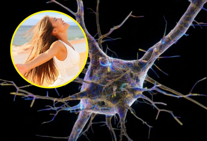 20260211 _ 희망이 백신 면역을 키울까 뇌 보상경로의 실험 _ 2-2.png