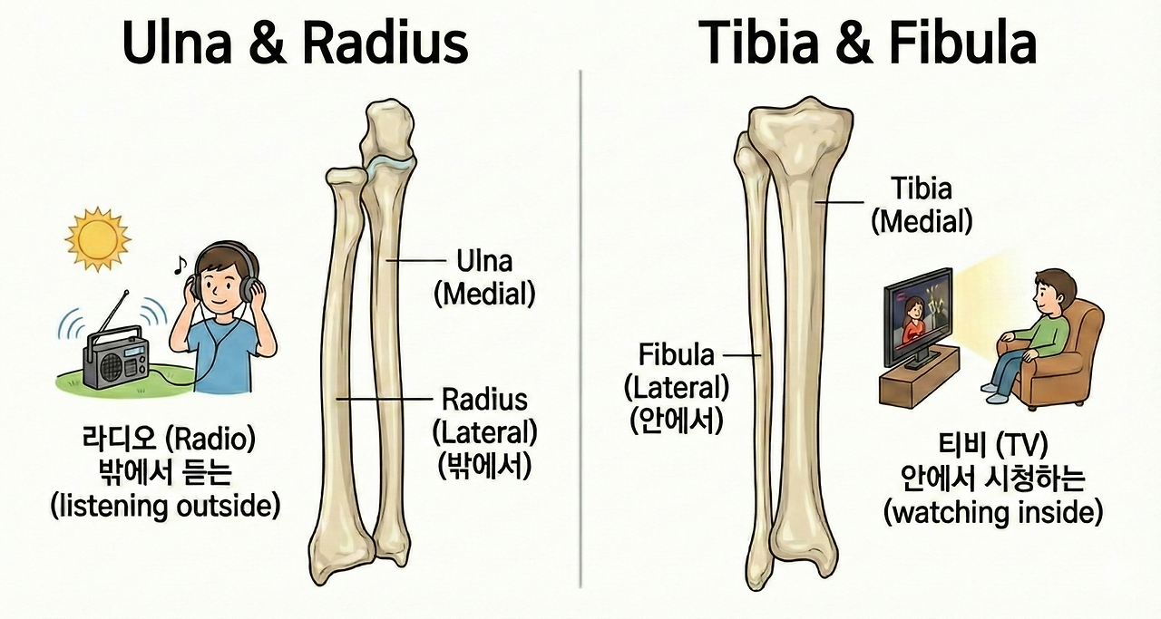 울나 티비아.png