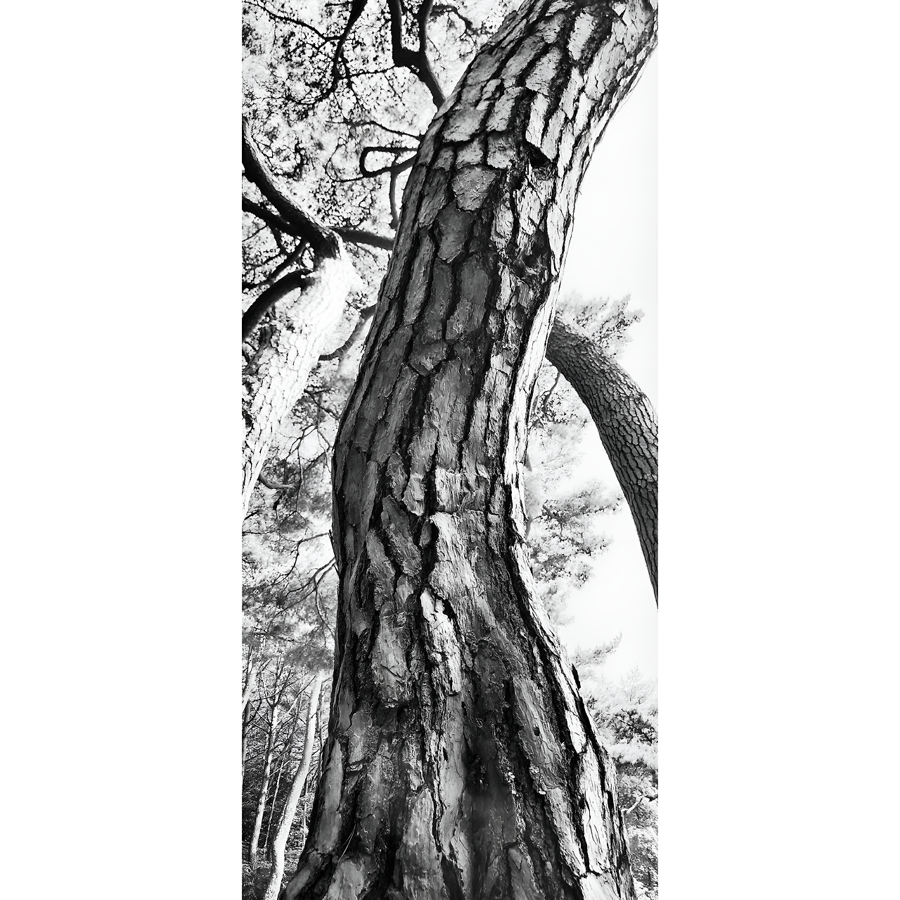 1000034702 (1)_ALTools_AIUpscaler.png