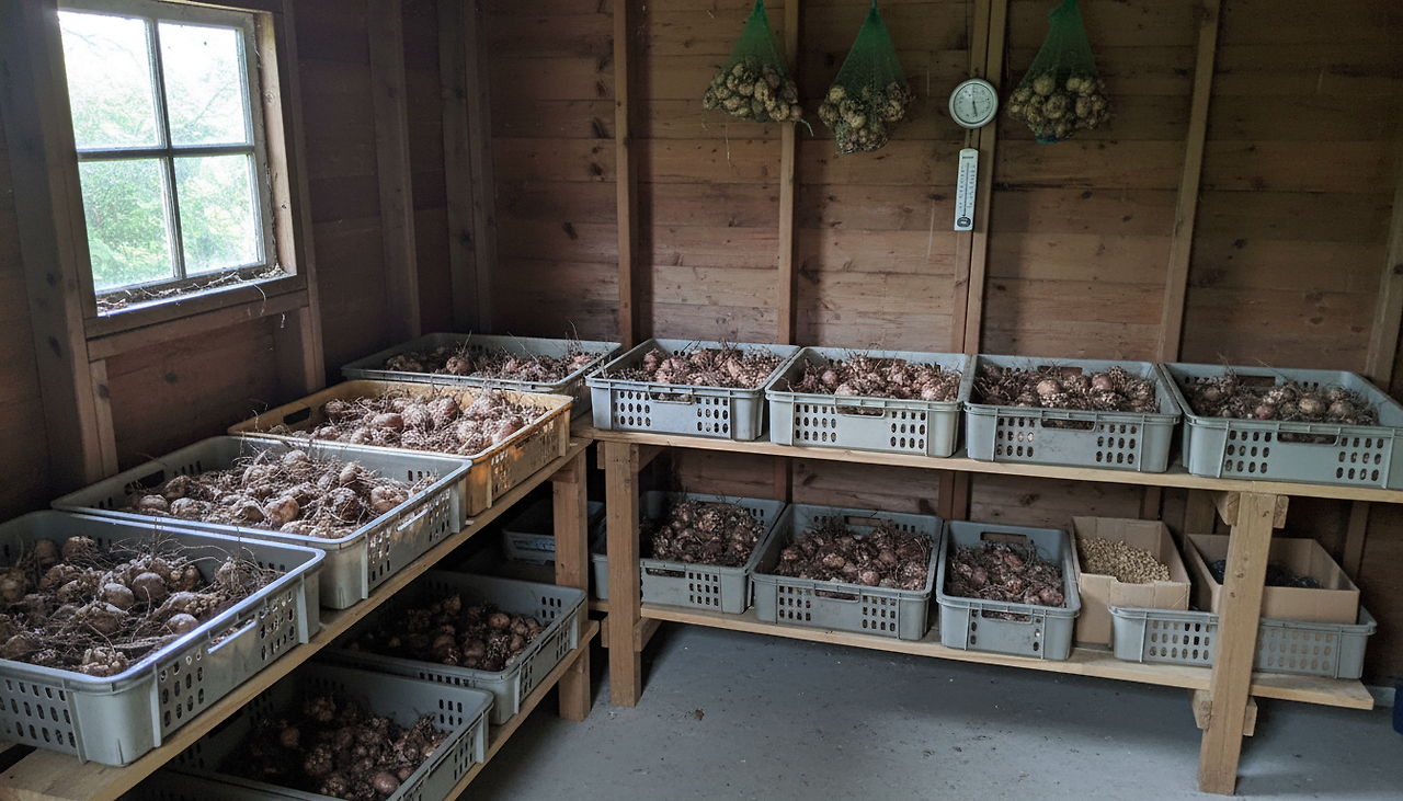 글라디올러스 1 (3).png