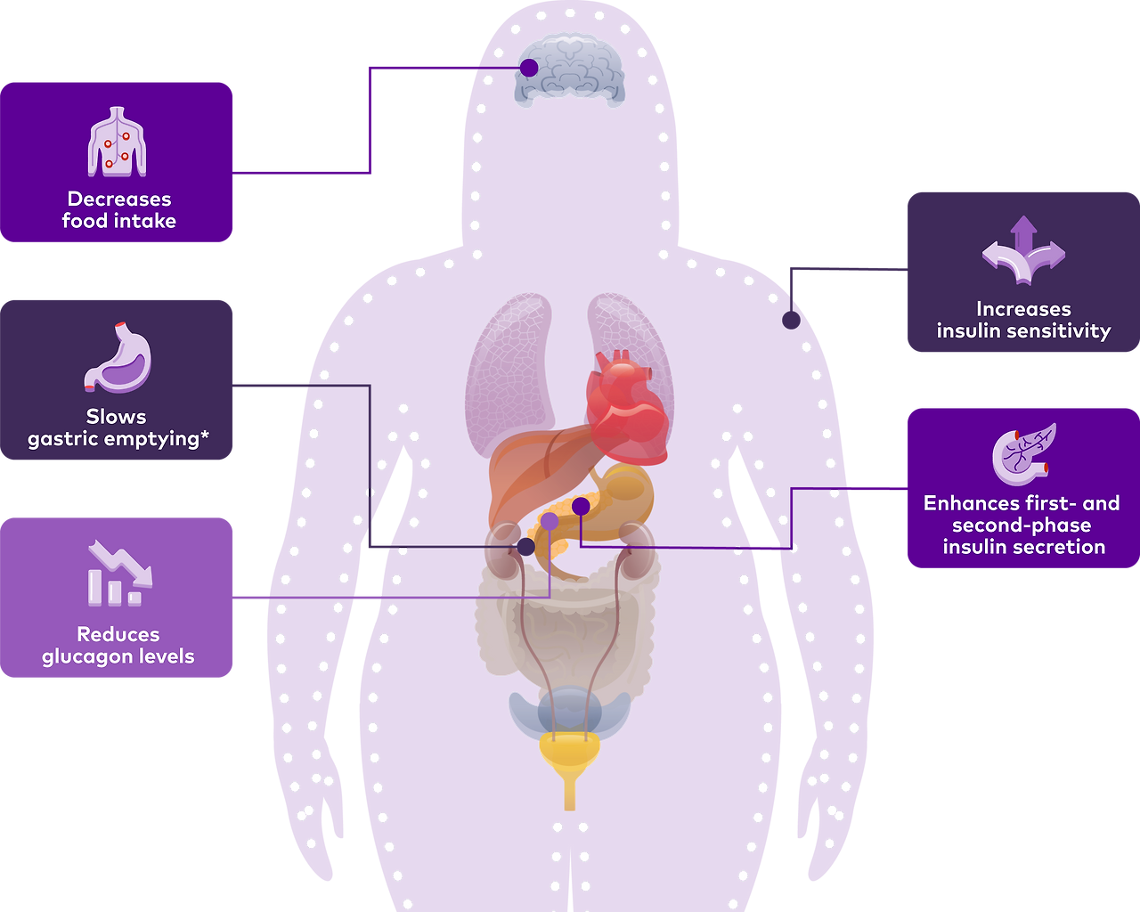 마운자로 work moa_anatomy.png