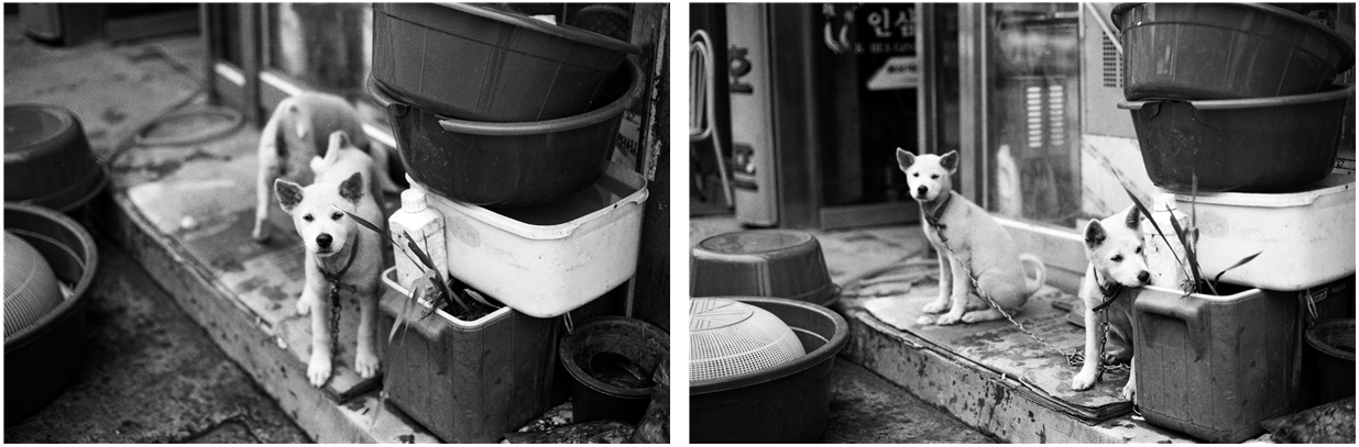 법원읍 강아지.png