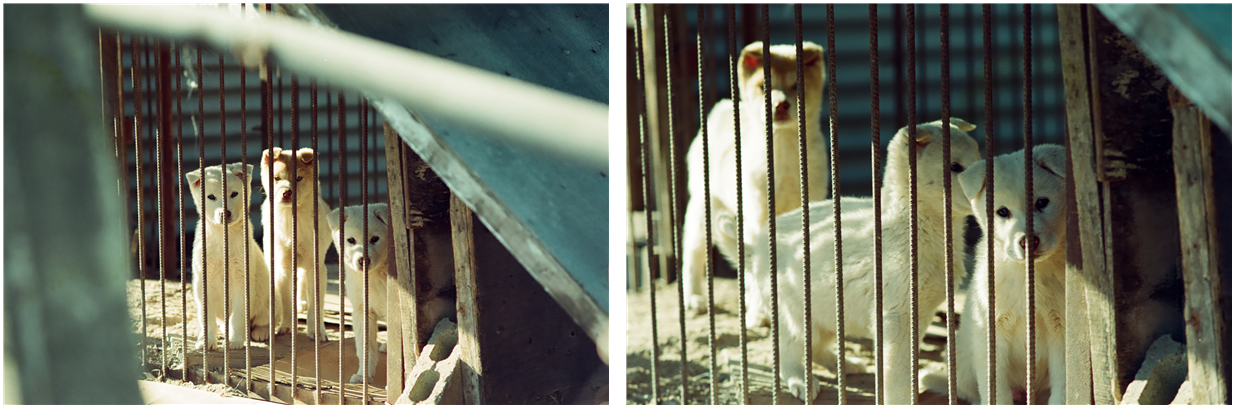 세마리 흰둥이.png