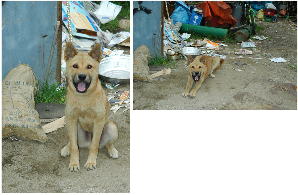 고물상 강쥐.png