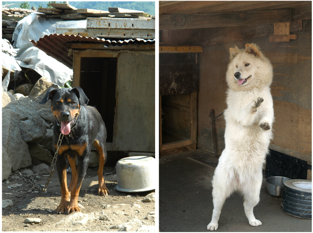 지리산 강쥐.png