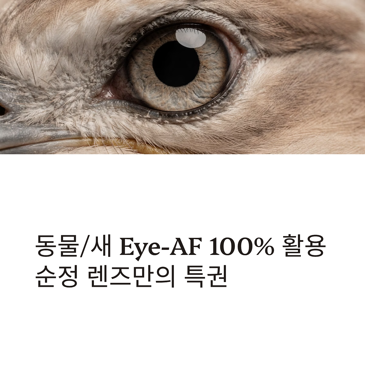 23_Eye-AF-100percent.png