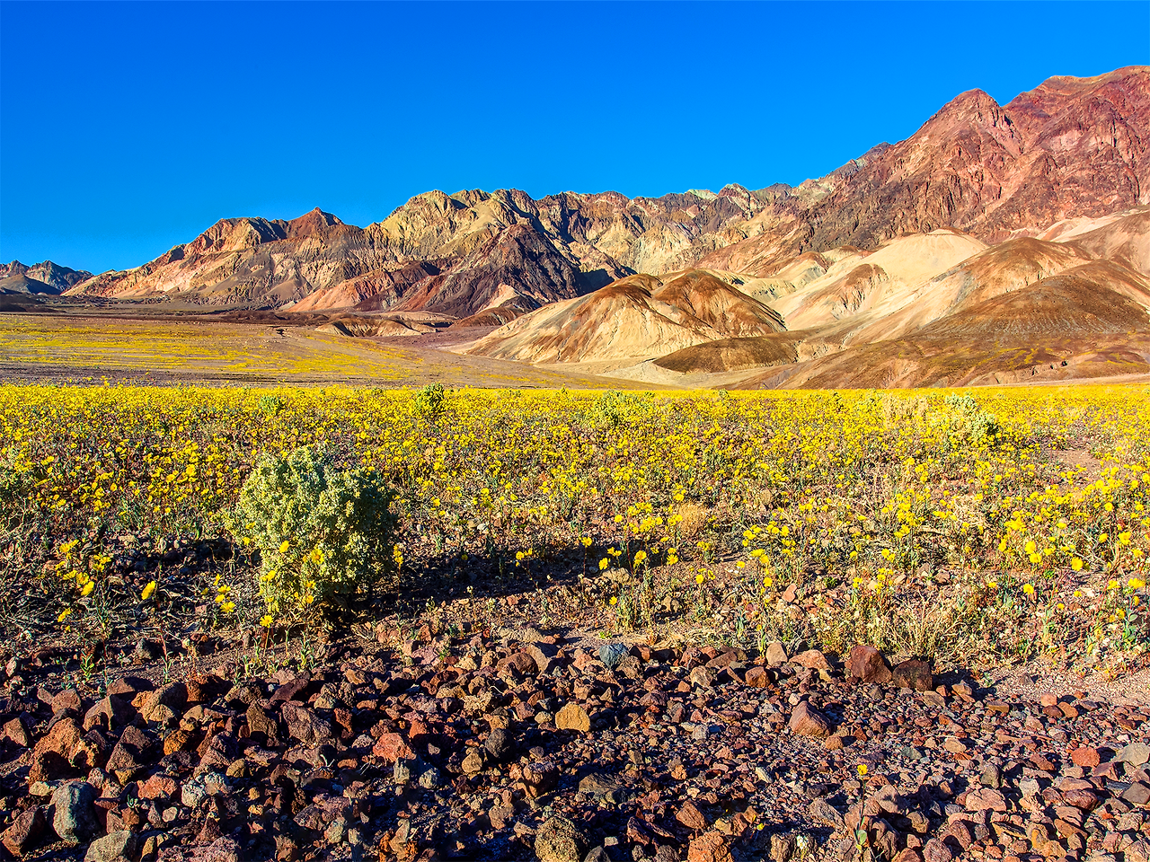 Sky Matthews-cp-2-half.png