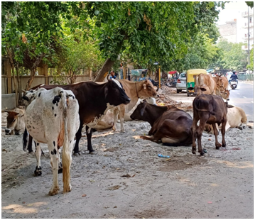 소떼 20250821_133641899.png