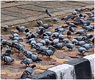 먹이 쪼아먹는 비둘기들.png