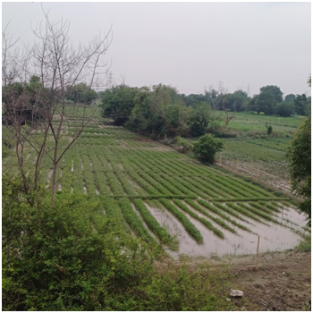 인도의 농지.png