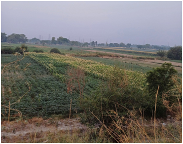 야무나강 둔치 들판 20250703_140529402.png