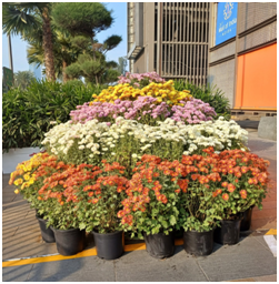 국화꽃 20250731_121629899.png