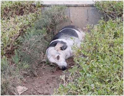 쉬고 있는 개 20250814_142556638.png