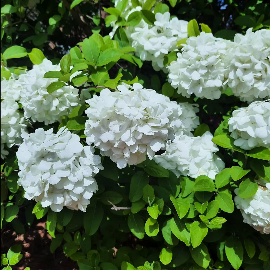 Screenshot 2025-01-18 125023.png