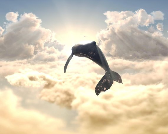 비상하는 고래.png