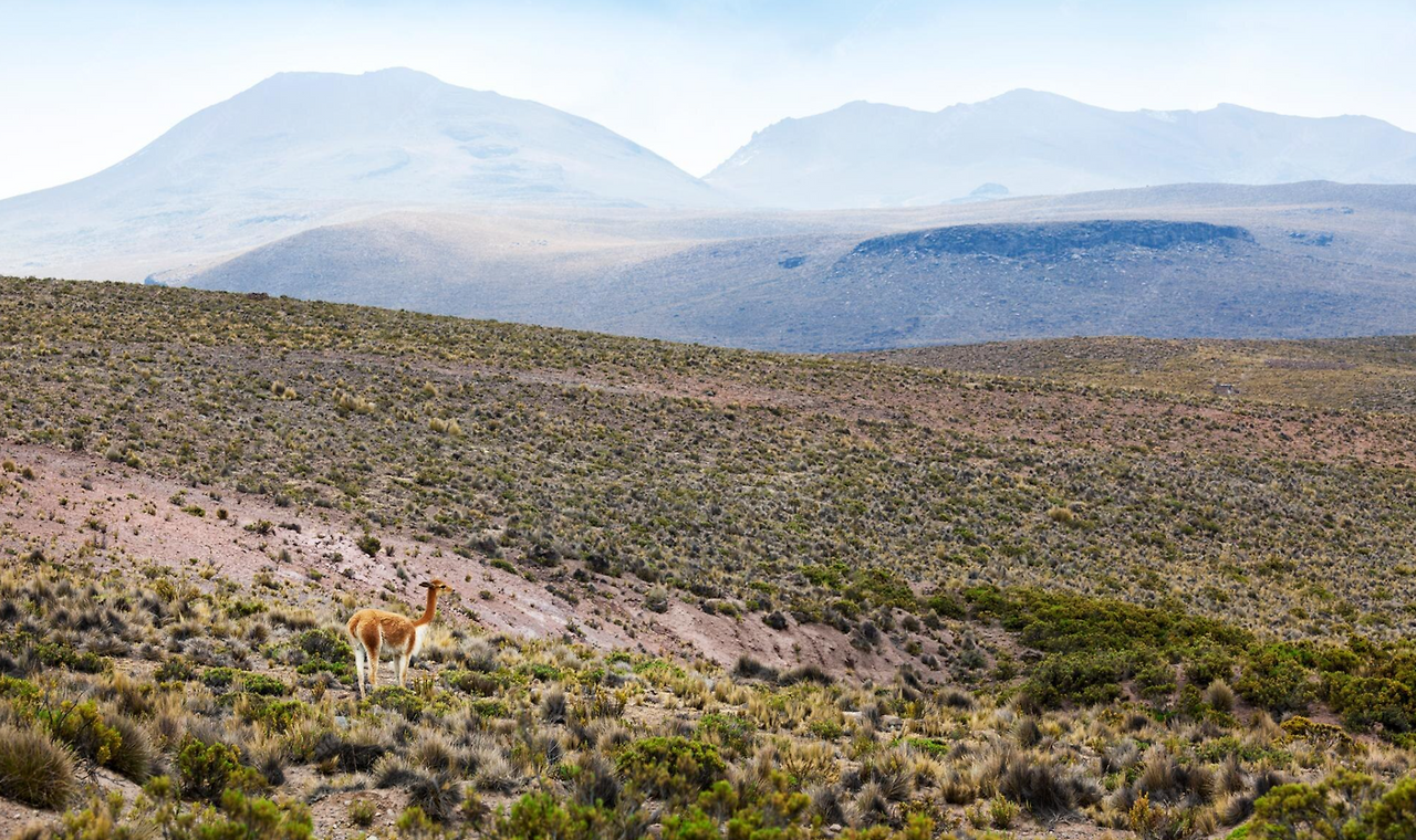 페루 고원.png