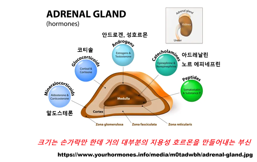 adrenalgland_steroidhormone.png