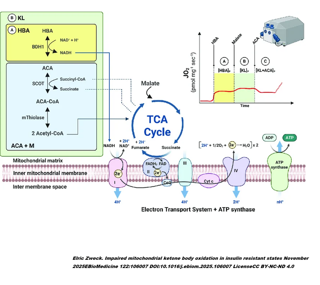 ketone_pathway.png