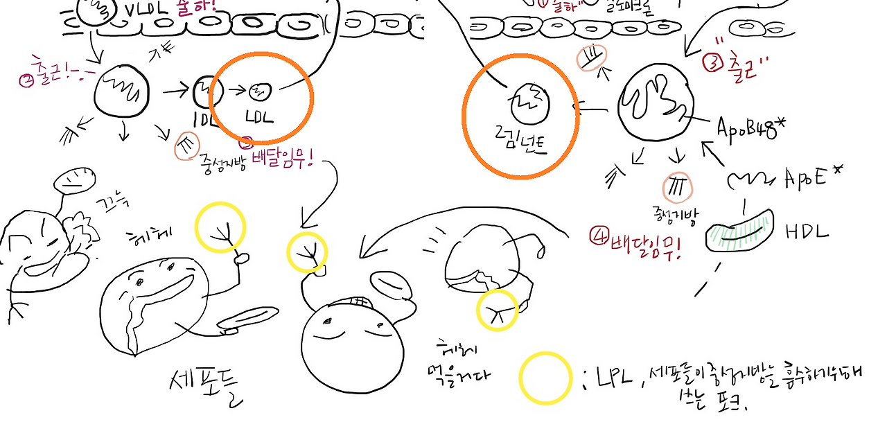 LDL-C.png