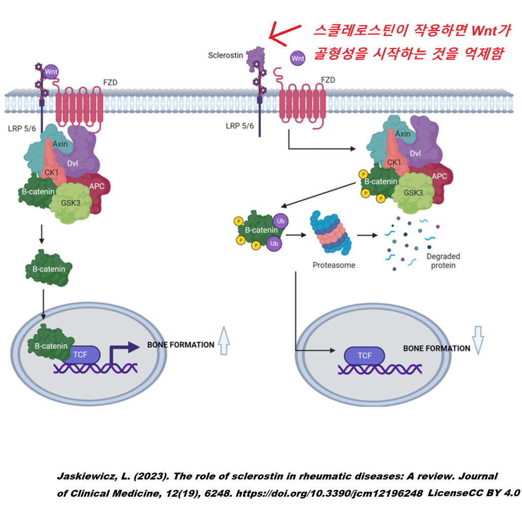sclerostin.png